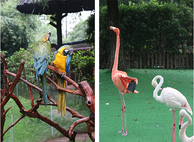 上海野生動物園鸚鵡 便攜式彩超機(jī)